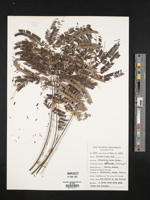 Delonix regia image