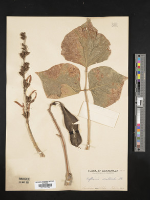 Erythrina coralloides image