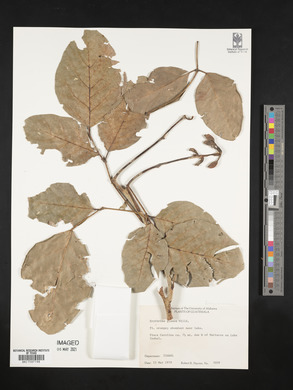 Erythrina glauca image