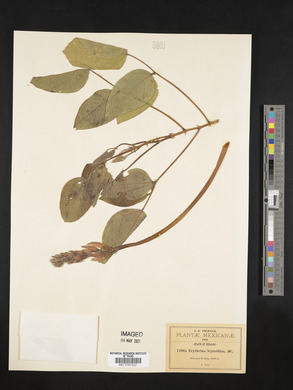 Erythrina leptorhiza image