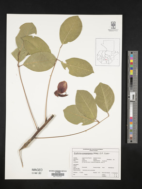 Erythrina poeppigiana image