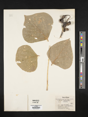 Erythrina rubrinervia image