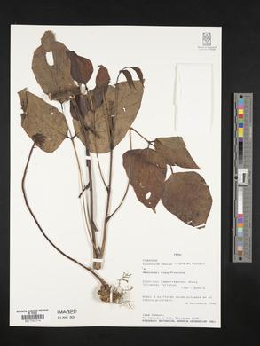 Erythrina edulis image