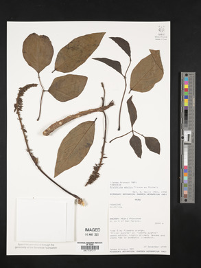 Erythrina edulis image