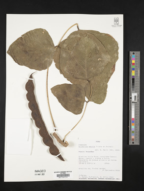 Erythrina edulis image