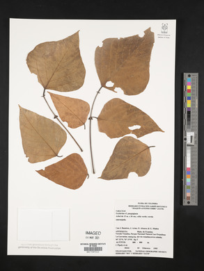 Erythrina poeppigiana image