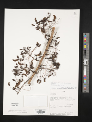 Erythrina ulei image