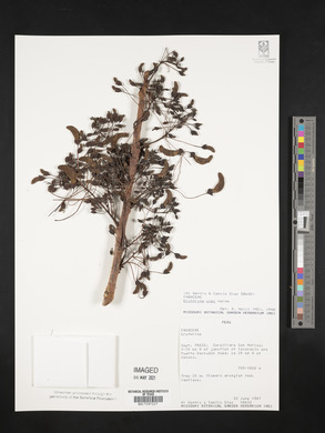Erythrina ulei image