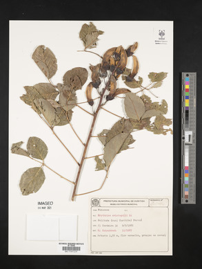 Erythrina crista-galli image