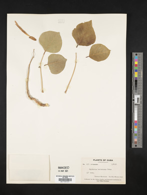 Erythrina berteroana image