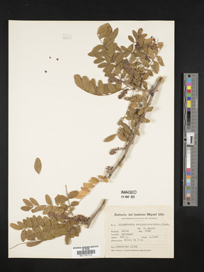 Gleditsia amorphoides image