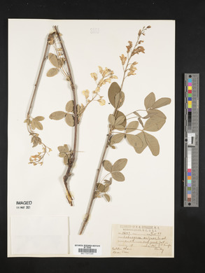Laburnum vulgare image