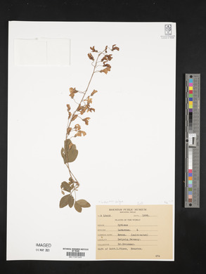 Laburnum vulgare image