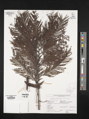 Leucaena diversifolia image