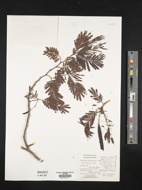 Leucaena diversifolia image