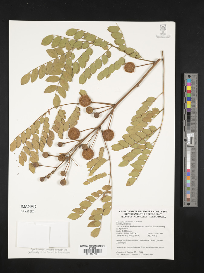 Leucaena lanceolata image