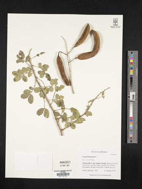Cassia bicapsularis image