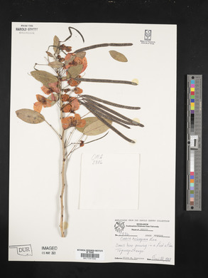 Image of Cassia holwayana