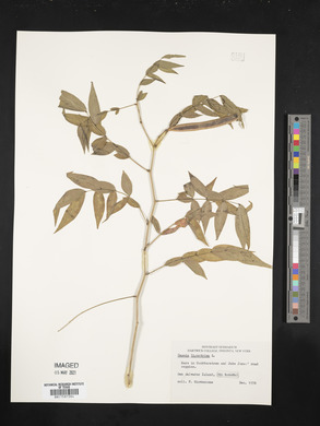 Cassia ligustrina image