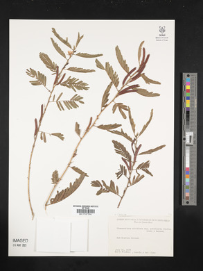 Chamaecrista nictitans subsp. patellaria image