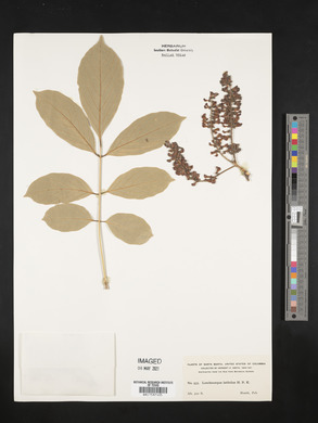 Lonchocarpus latifolius image
