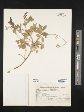 Image of Lonchocarpus leucanthus