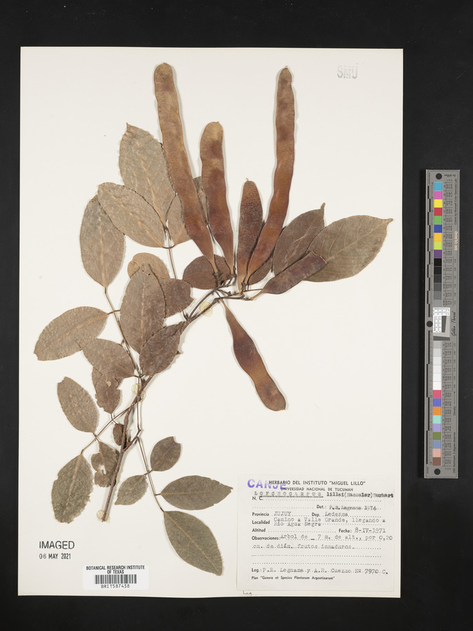 Lonchocarpus lilloi image
