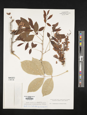 Lonchocarpus sanctae-marthae image