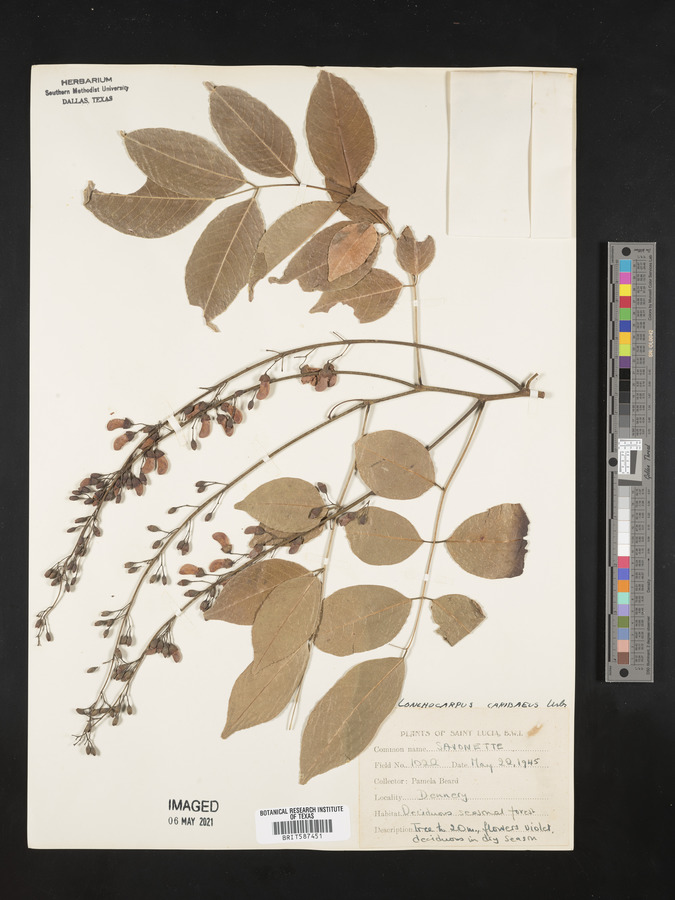 Lonchocarpus benthamianus image