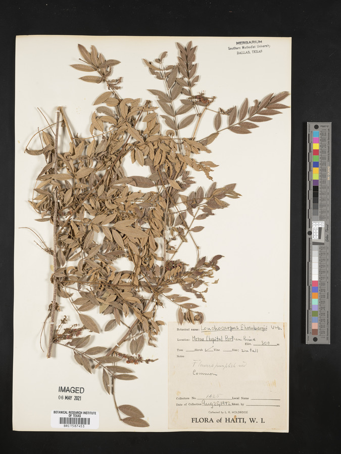 Lonchocarpus neurophyllus image