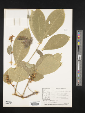 Lonchocarpus pentaphyllus image