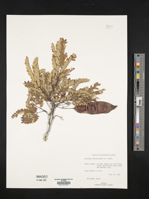 Lysiloma latisiliquum image