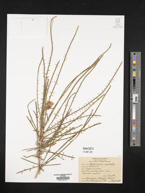 Parkinsonia aculeata image