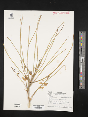 Parkinsonia aculeata image