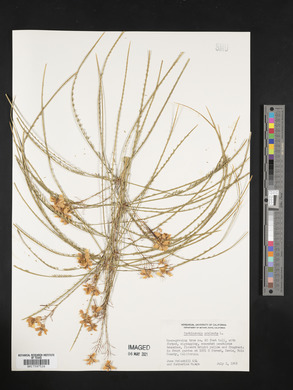 Parkinsonia aculeata image