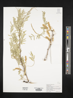 Prosopis glandulosa image