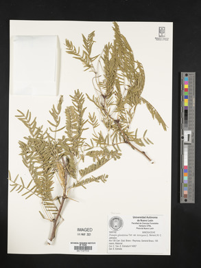 Prosopis glandulosa image