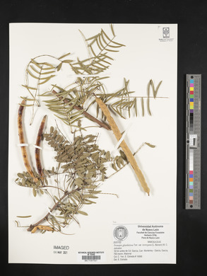 Prosopis glandulosa var. torreyana image