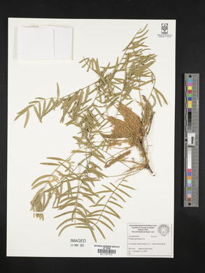 Prosopis glandulosa image