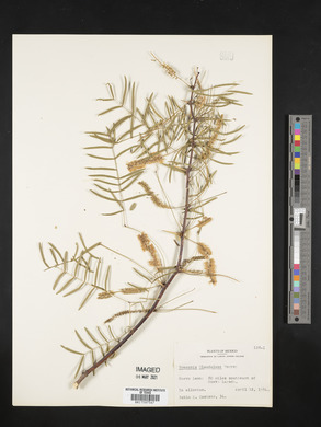 Prosopis glandulosa image