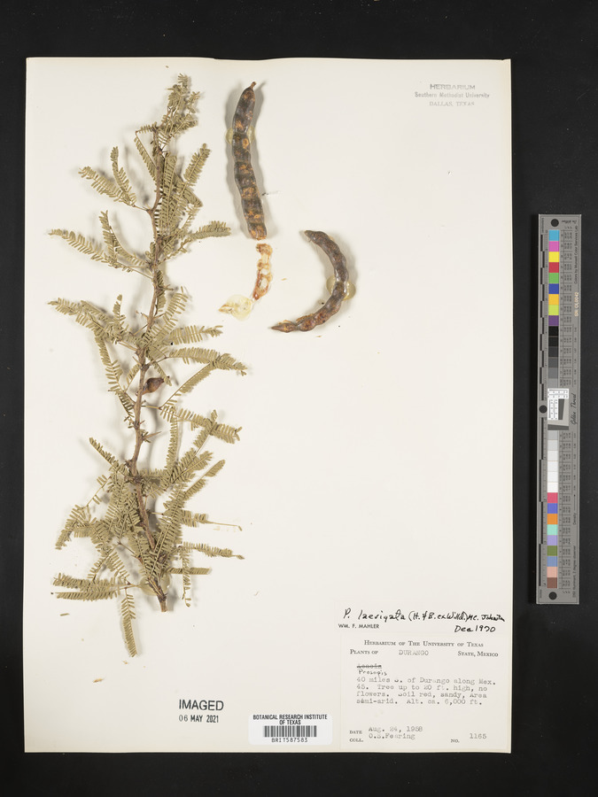 Prosopis laevigata image