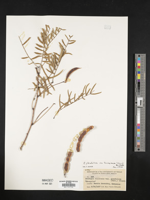 Prosopis glandulosa image