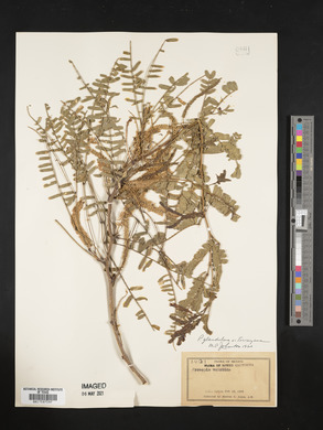 Prosopis glandulosa image