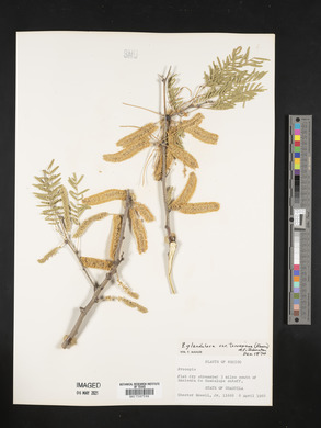 Prosopis glandulosa image