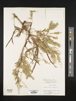 Prosopis glandulosa var. torreyana image