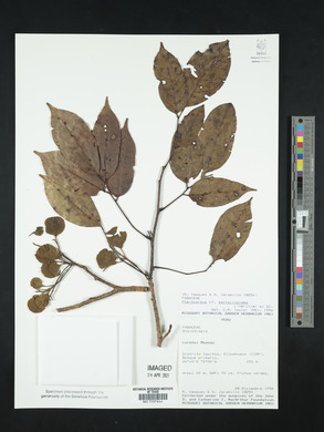 Pterocarpus santalinoides image