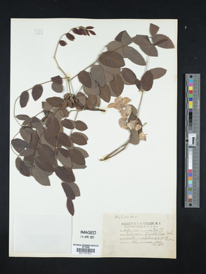 Robinia elliottii image