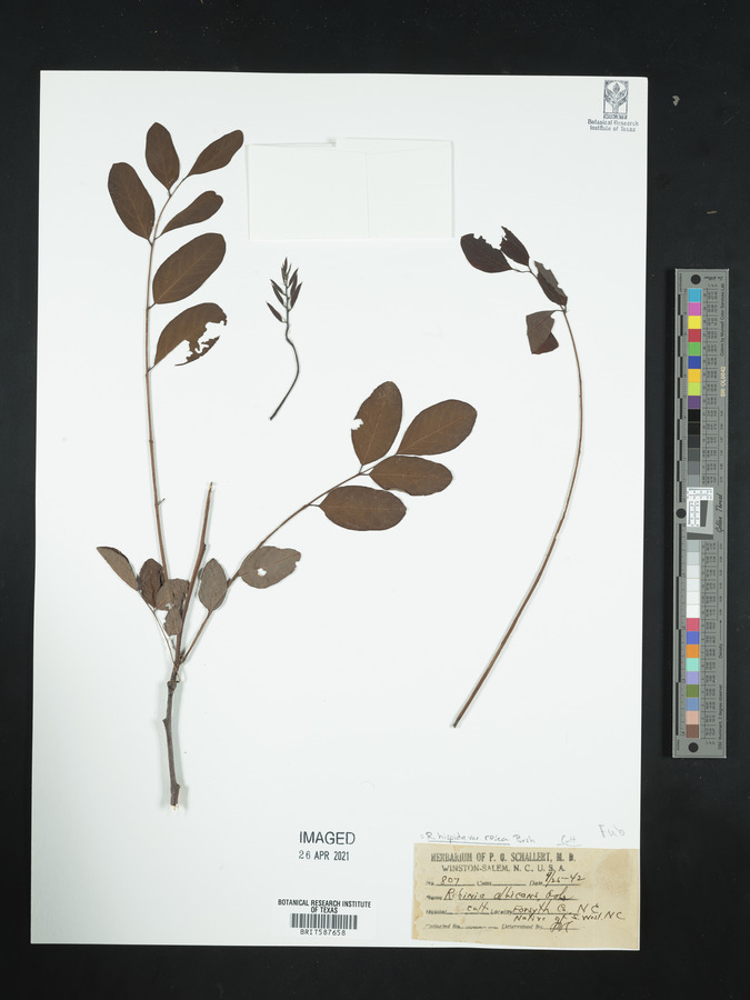 Robinia hispida var. rosea image