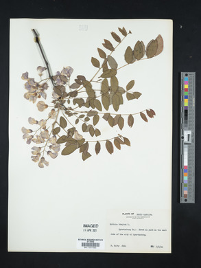 Robinia hispida image