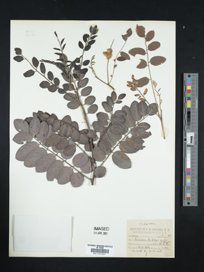 Robinia kelseyi image